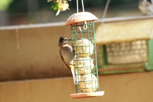 birds feeder